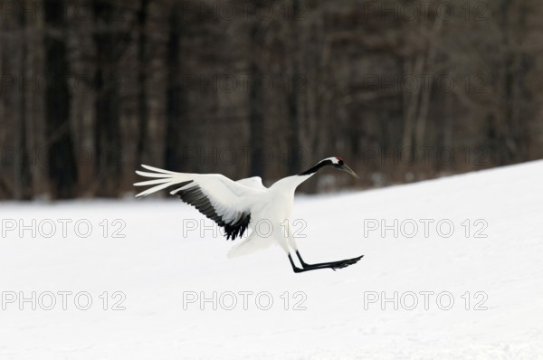 Japanese crane, Red-crowned crane (Grus japonensis), Landing, Japan