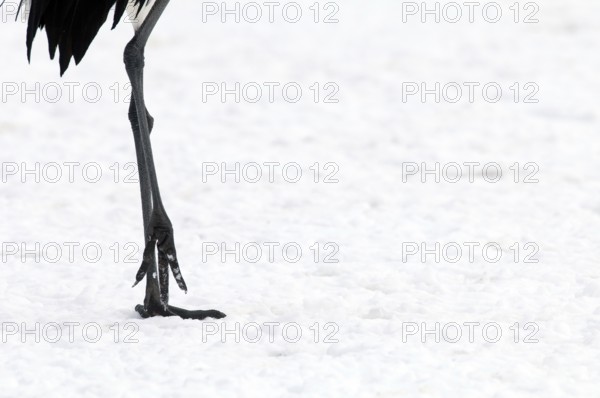 Japanese crane, Red-crowned crane (Grus japonensis), Legs, Japan