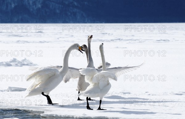 Whooper swan (Cygnus cygnus) family, Japan