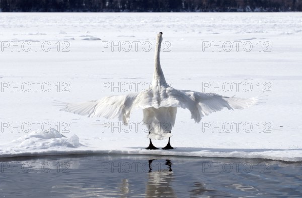 Whooper swan (Cygnus cygnus), Japan