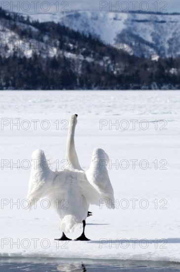Whooper swan (Cygnus cygnus), Japan