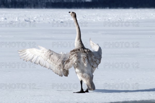 Whooper swan (Cygnus cygnus) young, Japan