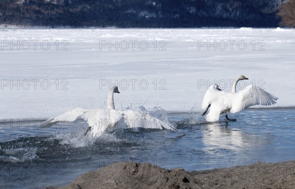 Whooper swan (Cygnus cygnus) fight, Japan