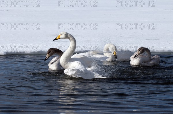 Whooper swan (Cygnus cygnus) family's bath, Japan