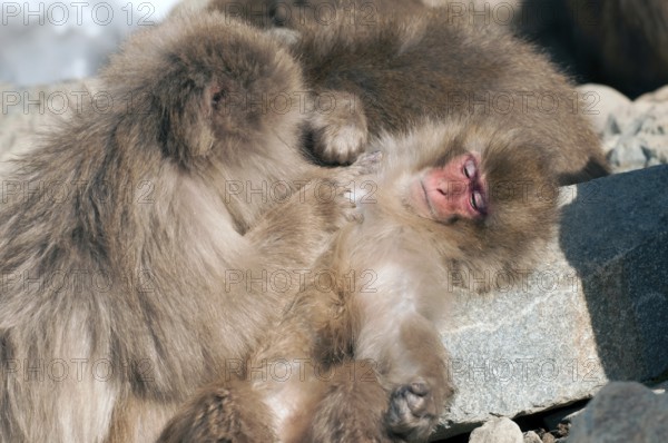 Japanese macaque or snow japanese monkey (Macaca fuscata), Japan Monkey-Japanese, Macaca fuscata (Macaque Japon) Japan, 2017