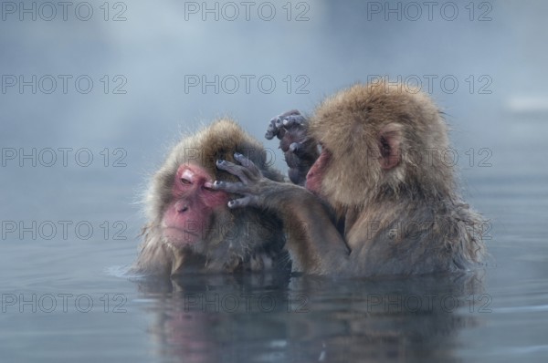 Japanese macaque or snow japanese monkey in onsen (Macaca fuscata), Japan Monkey-Japanese, Macaca fuscata (Macaque Japon) Japan, 2017