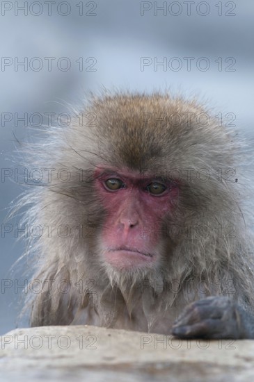 Japanese macaque or snow japanese monkey (Macaca fuscata), portrait, Japan Monkey-Japanese, Macaca fuscata (Macaque Japon) Japan, 2017