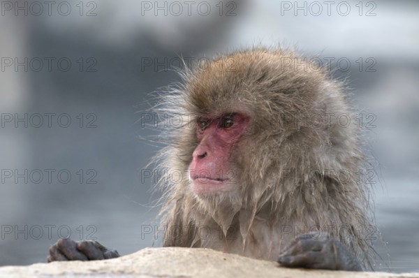 Japanese macaque or snow japanese monkey (Macaca fuscata), portrait, Japan Monkey-Japanese, Macaca fuscata (Macaque Japon) Japan, 2017