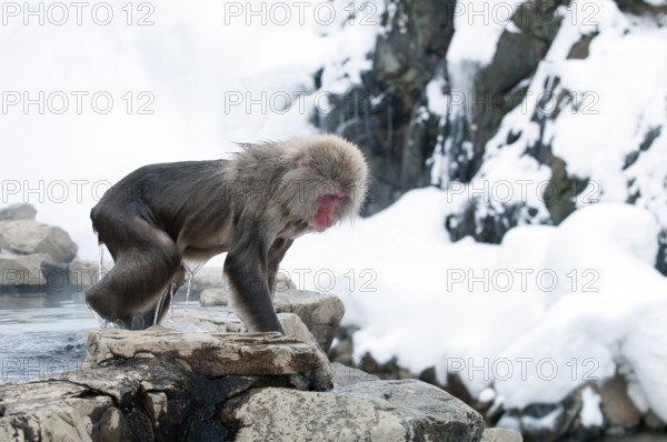 Japanese macaque or snow japanese monkey (Macaca fuscata), going out of onsen, Japan Monkey-Japanese, Macaca fuscata (Macaque Japon) Japan, 2017