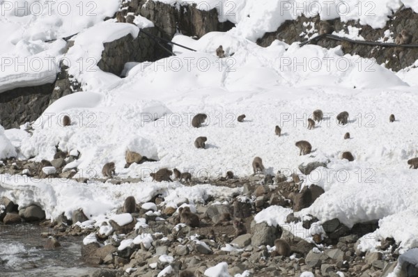 Japanese macaque or snow japanese monkey (Macaca fuscata), group in the snow, Japan Monkey-Japanese, Macaca fuscata (Macaque Japon) Japan, 2017