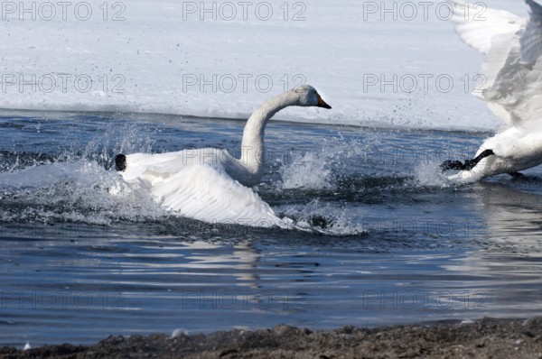 Whooper swan (Cygnus cygnus) fight, Japan