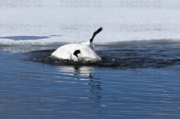 Whooper swan (Cygnus cygnus) bath, Japan