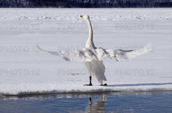 Whooper swan (Cygnus cygnus), Japan
