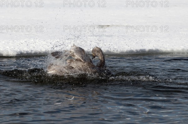 Whooper swan (Cygnus cygnus) toilet in water, Japan