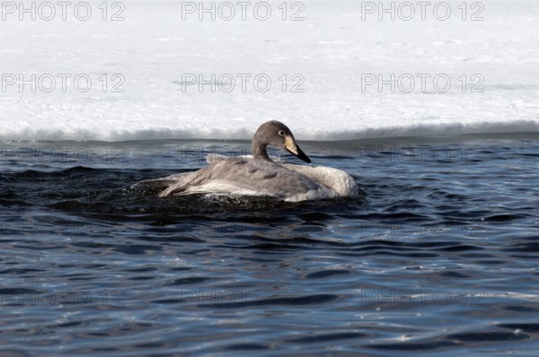 Whooper swan (Cygnus cygnus) young, Japan