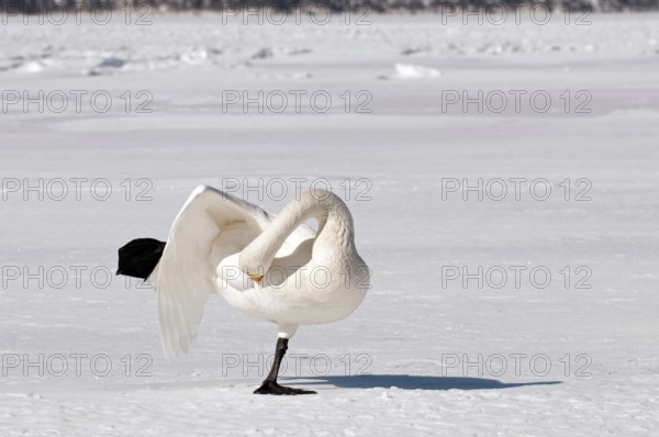 Whooper swan (Cygnus cygnus) toilet, Japan