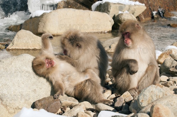 Japanese macaque or snow japanese monkey (Macaca fuscata), Japan Monkey-Japanese, Macaca fuscata (Macaque Japon) Japan, 2017