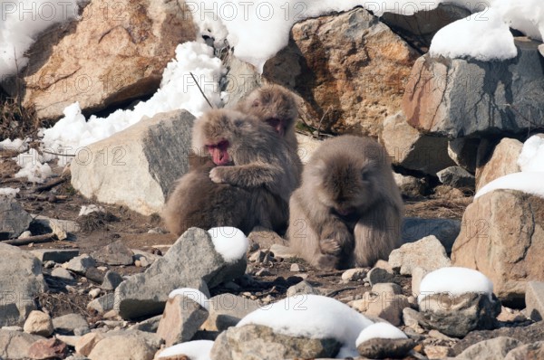Japanese macaque or snow japanese monkey (Macaca fuscata), sleeping family, Japan Monkey-Japanese, Macaca fuscata (Macaque Japon) Japan, 2017