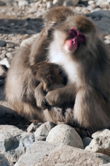Japanese macaque or snow japanese monkey with baby (Macaca fuscata), Japan Monkey-Japanese, Macaca fuscata (Macaque Japon) Japan, 2017