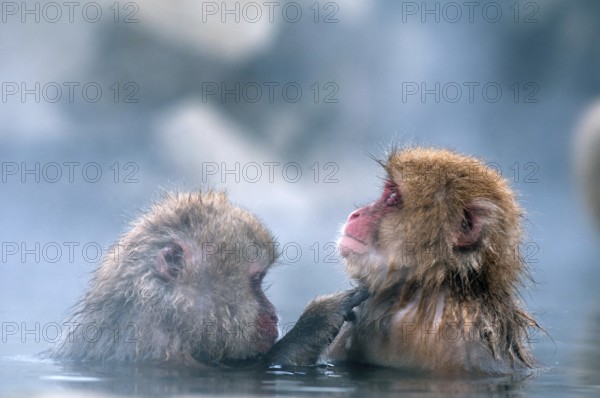 Japanese macaque or snow japanese monkey in onsen (Macaca fuscata), Japan Monkey-Japanese, Macaca fuscata (Macaque Japon) Japan, 2017