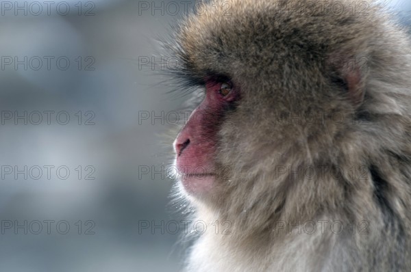 Japanese macaque or snow japanese monkey (Macaca fuscata), portrait, Japan Monkey-Japanese, Macaca fuscata (Macaque Japon) Japan, 2017