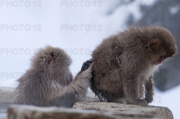 Japanese macaque or snow japanese monkey, baby and mom in onsen (Macaca fuscata), Japan Monkey-Japanese, Macaca fuscata (Macaque Japon) Japan, 2017