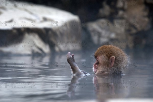 Japanese macaque or snow japanese monkey in onsen (Macaca fuscata), baby needs milk, Japan Monkey-Japanese, Macaca fuscata (Macaque Japon) Japan, 2017