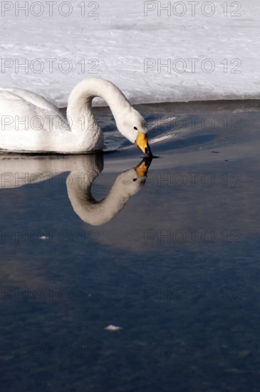 Whooper swan (Cygnus cygnus), Japan