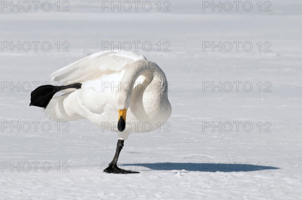 Whooper swan (Cygnus cygnus), Japan