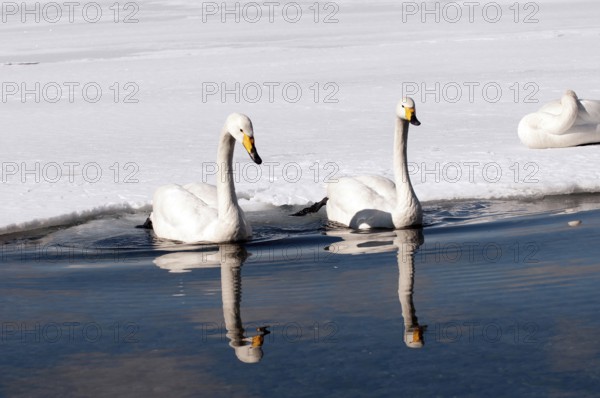 Whooper swan (Cygnus cygnus) couple, Japan