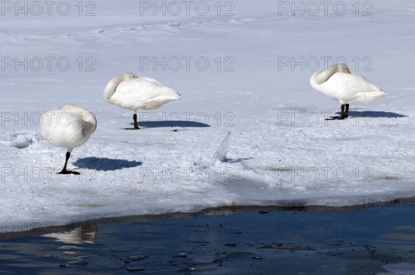 Whooper swan (Cygnus cygnus) sleeping group, Japan