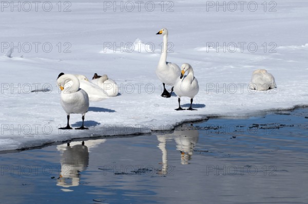 Whooper swan (Cygnus cygnus) group, Japan