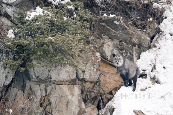Japanese Serow in winter (Capricornis crispus), Japan Japanese serow, antelope, Japanese goat, Capricornis crispus, (Saro du Japon) 2017