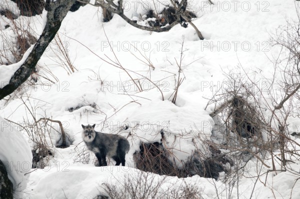 Japanese Serow (Capricornis crispus), Japan Japanese serow, antelope, Japanese goat, Capricornis crispus, (Saro du Japon) 2017