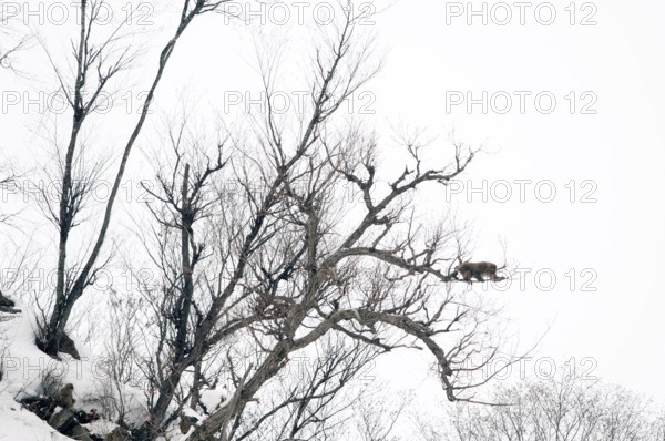 Japanese macaque or snow japanese monkey in a tree (Macaca fuscata), Japan Monkey-Japanese, Macaca fuscata (Macaque Japon) Japan, 2017