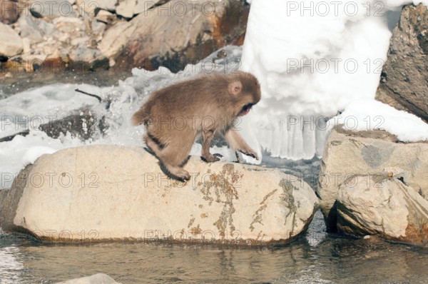 Japanese macaque or snow japanese monkey (Macaca fuscata), young, Japan Monkey-Japanese, Macaca fuscata (Macaque Japon) Japan, 2017