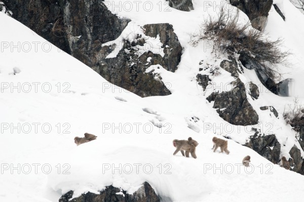 Japanese macaque or snow japanese monkey in the snow (Macaca fuscata), Japan Monkey-Japanese, Macaca fuscata (Macaque Japon) Japan, 2017