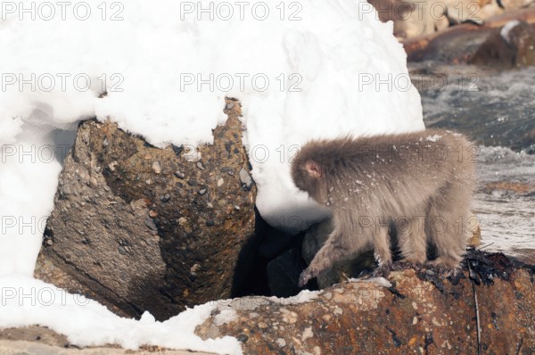 Japanese macaque or snow japanese monkey (Macaca fuscata), Japan Monkey-Japanese, Macaca fuscata (Macaque Japon) Japan, 2017
