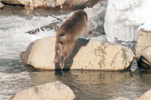 Japanese macaque or snow japanese monkey, young jumping (Macaca fuscata), Japan Monkey-Japanese, Macaca fuscata (Macaque Japon) Japan, 2017