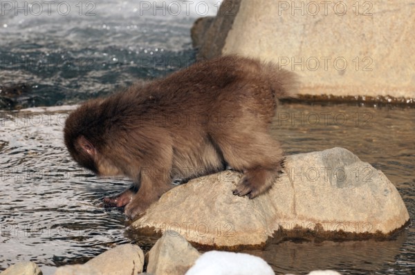 Japanese macaque or snow japanese monkey (Macaca fuscata), young, Japan Monkey-Japanese, Macaca fuscata (Macaque Japon) Japan, 2017