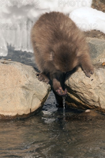 Japanese macaque or snow japanese monkey (Macaca fuscata), young, Japan Monkey-Japanese, Macaca fuscata (Macaque Japon) Japan, 2017