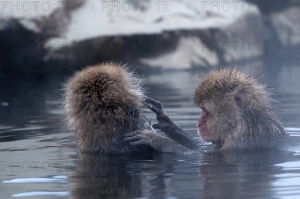Japanese macaque or snow japanese monkey in onsen (Macaca fuscata), Japan Monkey-Japanese, Macaca fuscata (Macaque Japon) Japan, 2017