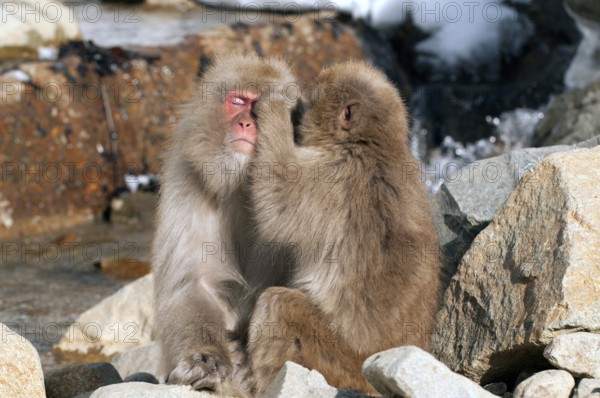 Japanese macaque or snow japanese monkey (Macaca fuscata), Japan Monkey-Japanese, Macaca fuscata (Macaque Japon) Japan, 2017