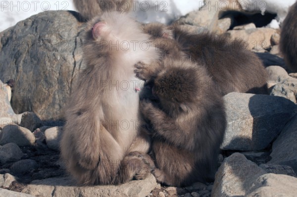 Japanese macaque or snow japanese monkey, mom and baby hungry (Macaca fuscata), Japan Monkey-Japanese, Macaca fuscata (Macaque Japon) Japan, 2017