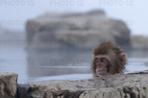 Japanese macaque or snow japanese monkey, baby, in onsen, playing with ice (Macaca fuscata), Japan Monkey-Japanese, Macaca fuscata (Macaque Japon) Japan, 2017