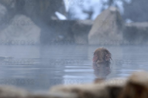 Japanese macaque or snow japanese monkey, baby, in onsen (Macaca fuscata), Japan Monkey-Japanese, Macaca fuscata (Macaque Japon) Japan, 2017