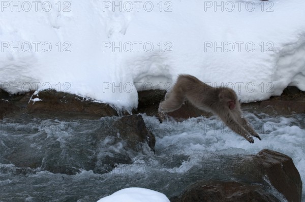 Japanese macaque or snow japanese monkey jumping the river (Macaca fuscata), Japan Monkey-Japanese, Macaca fuscata (Macaque Japon) Japan, 2017