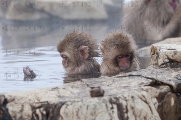 Japanese macaque or snow japanese monkey, babies in onsen (Macaca fuscata), Japan Monkey-Japanese, Macaca fuscata (Macaque Japon) Japan, 2017