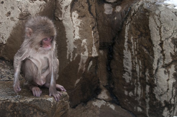 Japanese macaque or snow japanese monkey, baby wet in onsen (Macaca fuscata), Japan Monkey-Japanese, Macaca fuscata (Macaque Japon) Japan, 2017
