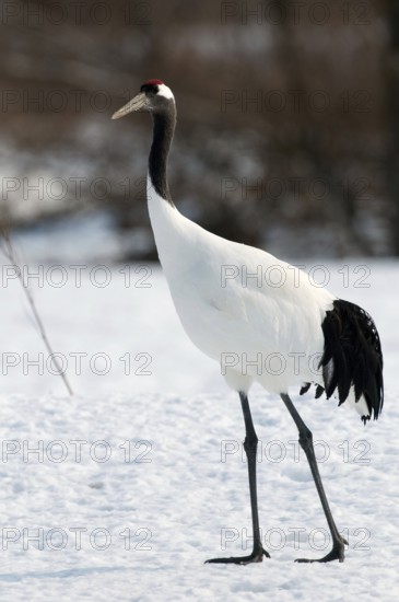 Japanese crane, Red-crowned crane (Grus japonensis), Japan Manchuria Crane, Japanese Crane, Grus japonensis (Grue du Japon) 2017